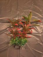 Plantje rood aquarium, Dieren en Toebehoren, Vissen | Aquaria en Toebehoren, Ophalen