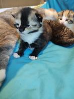 Schattige kittens.  Gereserveerd., Dieren en Toebehoren, Meerdere dieren, Kortharig