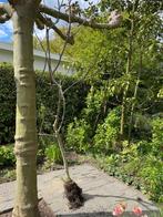 Notenboom ruim 3 meter hoog, Tuin en Terras, Planten | Bomen, Overige soorten, 250 tot 400 cm, Ophalen