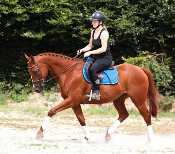 Stevige, knappe en super brave E allround pony !!  beschikbaar voor biedingen