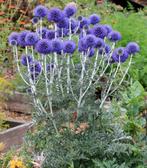 Echinops Ritro | Kogeldistel | Chemievrij | P9, Tuin en Terras, Overige soorten, Volle zon, Vaste plant, Ophalen of Verzenden