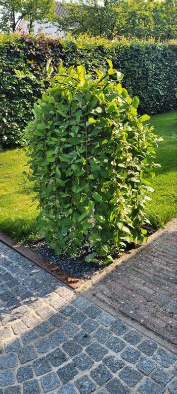 Salix caprea 'Kilmarnock' kleine treurwilg beschikbaar voor biedingen