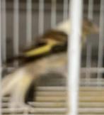 Bastaard putter, Dieren en Toebehoren, Vogels | Kanaries, Mannelijk, Bastaard