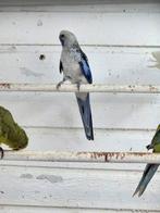 Koppel penanten, Dieren en Toebehoren, Vogels | Parkieten en Papegaaien, Meerdere dieren, Parkiet