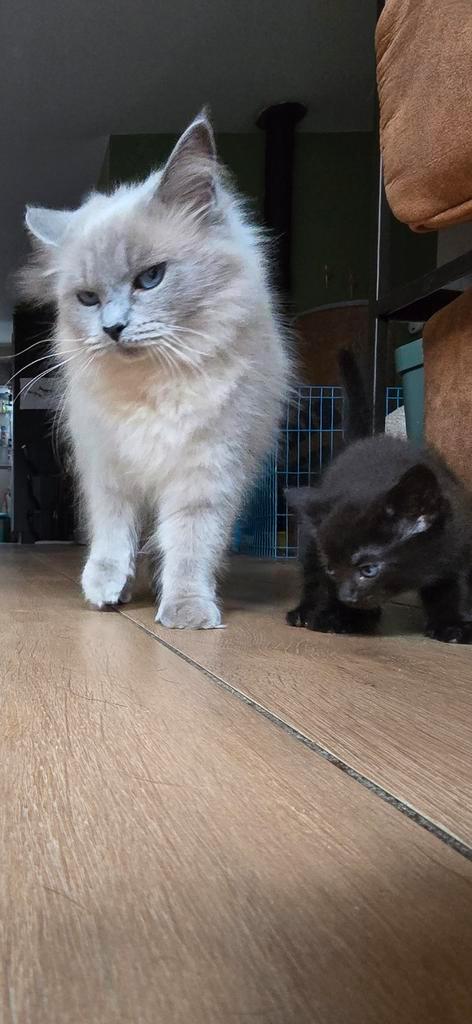 Kittens mix Ragdoll, Dieren en Toebehoren, Katten en Kittens | Raskatten | Langhaar, Meerdere dieren, 0 tot 2 jaar