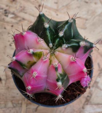 Cactus Gymnocalycium Mihanovichii p7 (15) beschikbaar voor biedingen