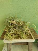 Verzameling (26) Tillandsia luchtplantjes 7 soorten, Ophalen of Verzenden, Halfschaduw, Minder dan 100 cm