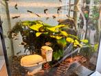 Guppies, Dieren en Toebehoren, Vissen | Aquariumvissen, Vis