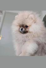 Pomeranian Pomeriaan, Dieren en Toebehoren, Honden | Poolhonden, Keeshonden en Oertypen, Rabiës (hondsdolheid), Reu, 8 tot 15 weken