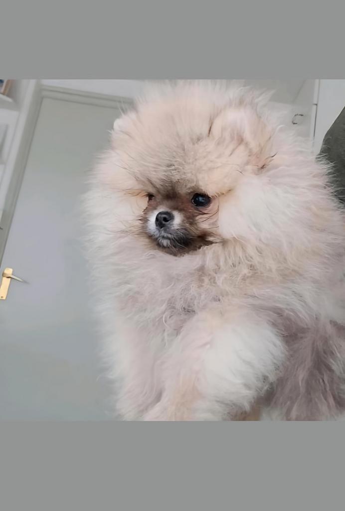 Pomeranian Pomeriaan, Dieren en Toebehoren, Honden | Poolhonden, Keeshonden en Oertypen, Reu, Poolhond, Particulier, Eén hond