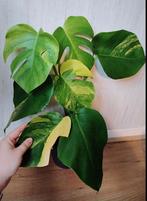 Monstera aurea yellow variegata, Ophalen, Halfschaduw, Minder dan 100 cm
