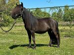Verkocht! Super knappe lieve shetlander!, Ruin, A pony (tot 1.17m), Recreatiepony