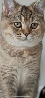 Britse korthaar (2), Dieren en Toebehoren, Katten en Kittens | Raskatten | Korthaar, Ontwormd, 0 tot 2 jaar, Poes