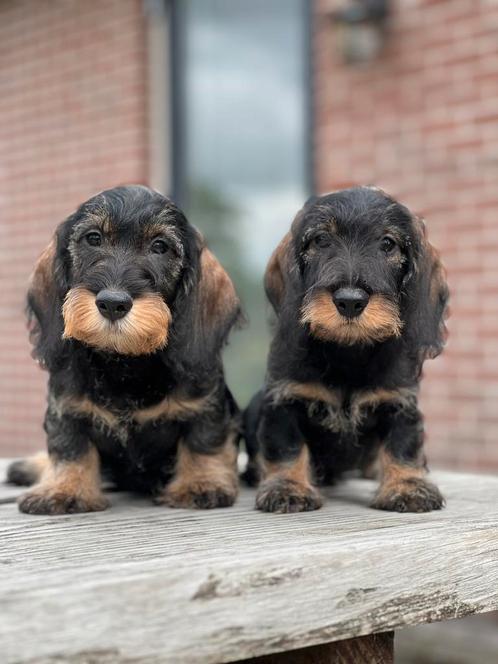 Prachtige Ruwhaar Dwerg teckels pups met stamb, Dieren en Toebehoren, Honden | Teckels en Dashonden, Meerdere dieren, Ruwhaar