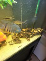 3 haaivinbarbeel 15cm gaan alleen samen weg te koop, Dieren en Toebehoren, Vis, Zoetwatervis, Schoolvis