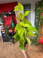 Pothos Neon op Mospaal, Ophalen, Overige soorten, Halfschaduw, In pot
