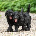 Zwarte medium Doodle reutjes Labradoodle X Sennendoodle, Dieren en Toebehoren, 8 tot 15 weken, Meerdere, Meerdere dieren, Middel