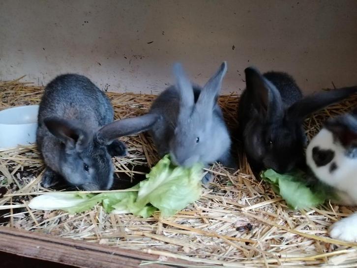 Rammetjes kruising vlaamse reus, Dieren en Toebehoren, Konijnen, Groot, Mannelijk