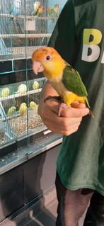 Tamme of jonge vogels gezocht., Dieren en Toebehoren, Vogels | Parkieten en Papegaaien, Meerdere dieren, Parkiet, Tam