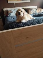 Maltezer x Boomer, Dieren en Toebehoren, Reu, 8 tot 15 weken, Eén hond, Nederland