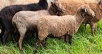 mooi bruine ouessants ooien, Dieren en Toebehoren, Schapen, Geiten en Varkens, Mannelijk, Schaap