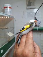 Witkeel man Bloemputter 2024, Dieren en Toebehoren, Mannelijk, Wildzangvogel, Geringd