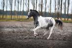 Verzorger/leaser gezocht, Dieren en Toebehoren, Paarden en Pony's | Overige Paardenspullen, Ophalen of Verzenden
