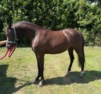 Welsh sectie B merrie, Dieren en Toebehoren, Pony's, Merrie, C pony (1.27m tot 1.37m), Gechipt, 0 tot 2 jaar