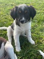 Super lieve kooiker/markiesje pups!, Nederland, Overige rassen, 8 tot 15 weken, CDV (hondenziekte)