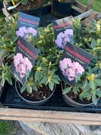 Rhododendron en azalea te koop, Tuin en Terras, Planten | Tuinplanten, Halfschaduw, Ophalen of Verzenden, Overige soorten