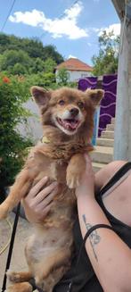 Lieve Amelia zoekt haar gouden mandje!, Dieren en Toebehoren, Honden | Niet-rashonden, Particulier, Rabiës (hondsdolheid), Buitenland