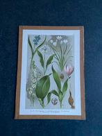 Vele prenten bloemen/ planten 20x29 cm pst UITZOEKEN 5 euro, Ophalen of Verzenden, Natuur en Biologie