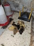 Jonge loopeend kuikens, Dieren en Toebehoren, Geslacht onbekend, Eend