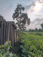 eucalyptus boom 3 meter, Ophalen, Overige soorten