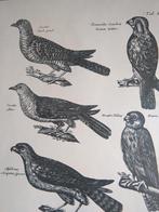 Oude prent roofvogels, Verzamelen, Foto's en Prenten, Verzenden, 1960 tot 1980, Gebruikt