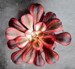 Aeonium Chanel, Vetplant, Ophalen of Verzenden, Minder dan 100 cm, Volle zon