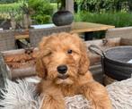 Labradoodle, Dieren en Toebehoren, Nederland, Overige rassen, CDV (hondenziekte), 8 tot 15 weken