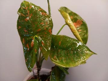 Syngonium Pink Splash Allusion beschikbaar voor biedingen