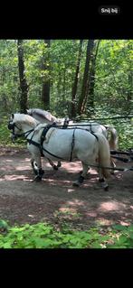 Compleet Zilco tweespantuig maat shetlander, Ophalen of Verzenden, Overige soorten