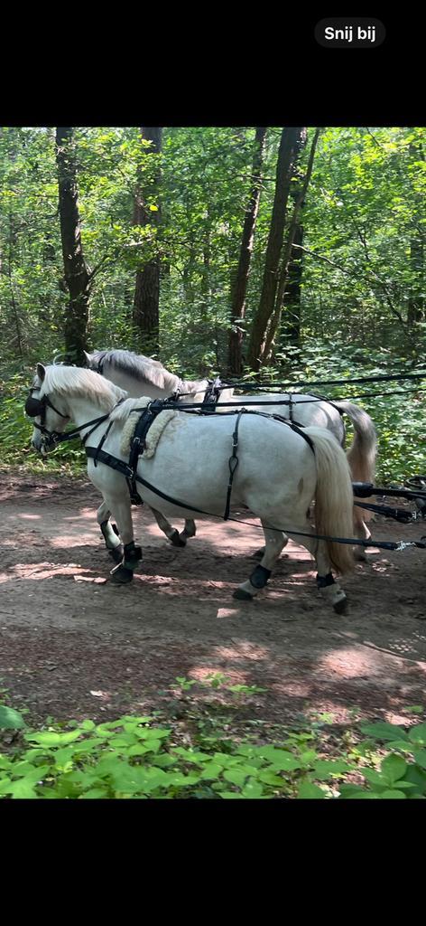Compleet Zilco tweespantuig maat shetlander, Dieren en Toebehoren, Paarden en Pony's | Hoofdstellen en Tuigage, Overige soorten