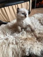 Ragdoll kittens Sealpoint en Redpoint, Dieren en Toebehoren, Katten en Kittens | Overige Katten, Meerdere dieren, Langharig, 0 tot 2 jaar