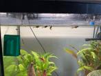 10 Vissen/ guppen, Dieren en Toebehoren, Vissen | Aquaria en Toebehoren, Ophalen of Verzenden, Zo goed als nieuw, Gevuld zoetwateraquarium