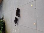2 jonge kittens, Dieren en Toebehoren, Katten en Kittens | Overige Katten, Meerdere dieren, Kortharig, 0 tot 2 jaar