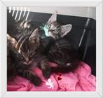 Mooiste Kittens ️♥️, Kortharig, Meerdere dieren, 0 tot 2 jaar