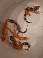 Hele mooie luipaardgekko's ., Dieren en Toebehoren, Reptielen en Amfibieën, Hagedis, 0 tot 2 jaar