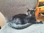 Lief baasje gezocht. GRATIS Zwarte poes aangeboden A'dam, Dieren en Toebehoren, Katten en Kittens | Overige Katten, Poes