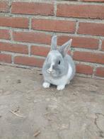 Konijn te koop, Dieren en Toebehoren, Konijnen, Vrouwelijk, Klein, 0 tot 2 jaar