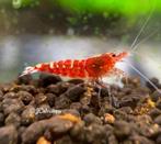 Red galaxy - uit fishbone garnalen | Caridina shrimps, Kreeft, Krab of Garnaal
