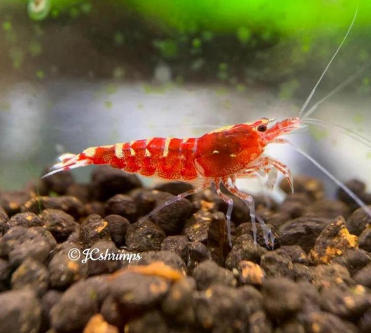 Red galaxy - uit fishbone garnalen | Caridina shrimps, Dieren en Toebehoren, Vissen | Aquariumvissen, Kreeft, Krab of Garnaal