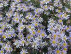 Vaste plant : Bosaster 2 euro, Tuin en Terras, Planten | Tuinplanten, Vaste plant, Halfschaduw, Zomer, Ophalen
